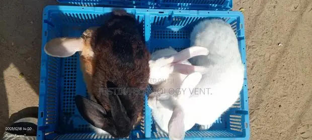 Newzealand Black White Rabbit · Photo 1