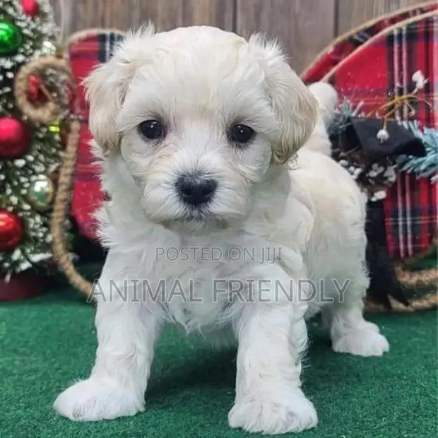 1-3 months Female Purebred Poodle · Photo 1