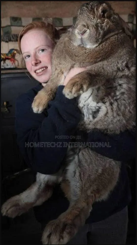 The Rabbit Specie Almost Bigger Than Goats · Photo 2