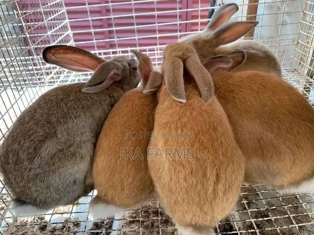 Affordable Rabbits For Sale · Photo 1