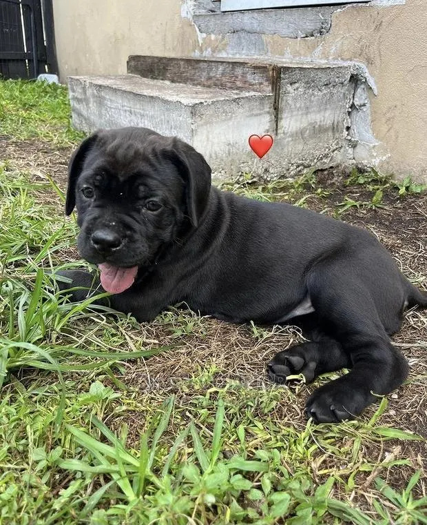 1-3 months Male Purebred Cane Corso · Photo 1