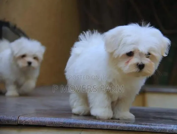 1-3 months Male Purebred Poodle · Photo 1