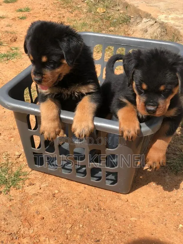 1-3 months Male Purebred Rottweiler · Photo 1
