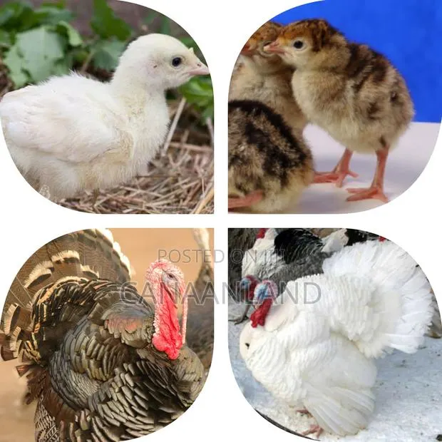 Foreign Day-Old BBB BBW Poults (Turkeys) · Photo 1