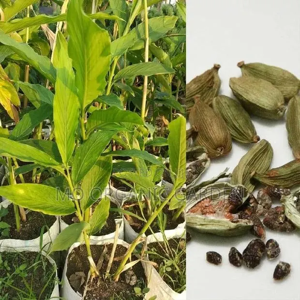 Cardamon/Elaichi/Indian Spice Plant Seedlings · Photo 1