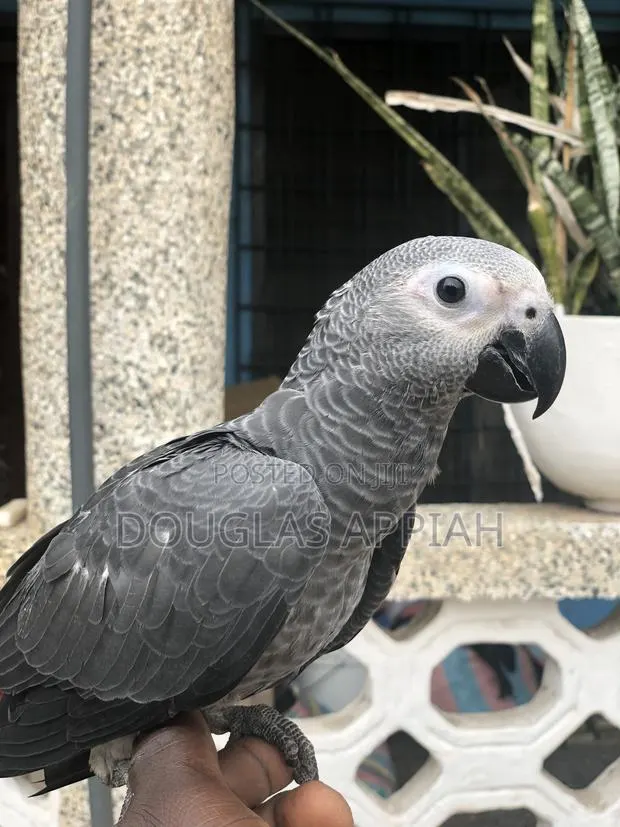Ash and Red Parrot · Photo 2