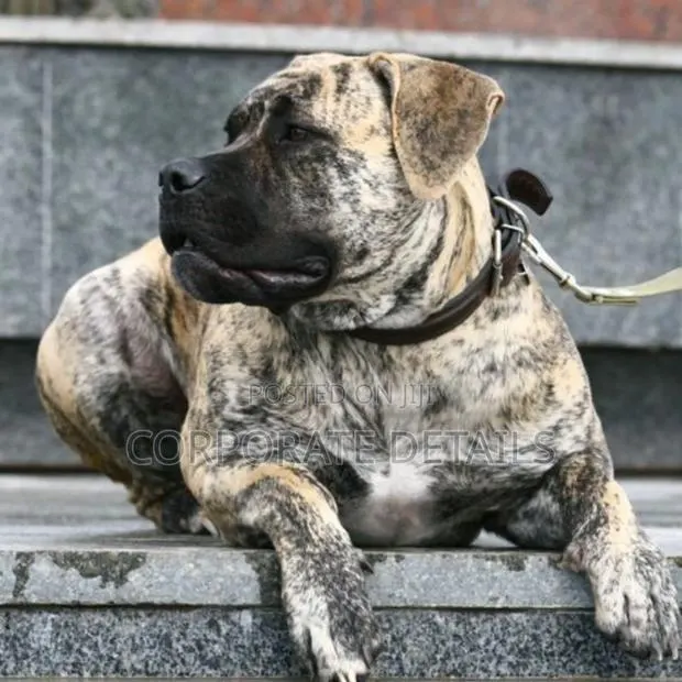 3-6 months Male Purebred Boerboel · Photo 1