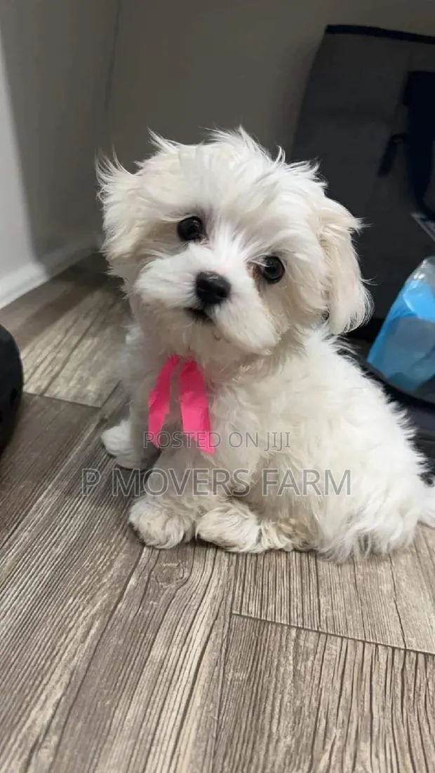 1-3 months Female Purebred Poodle · Photo 1