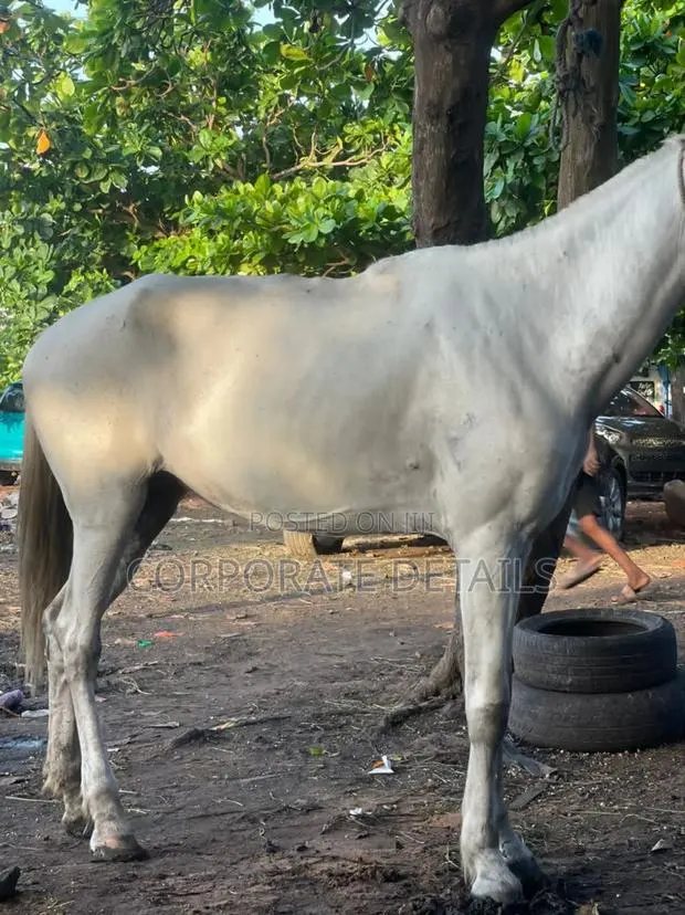 Horse (White ) · Photo 2