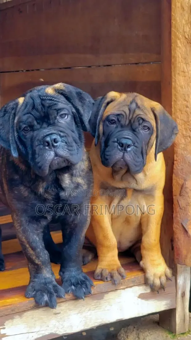 1-3 months Female Purebred Bullmastiff · Photo 1