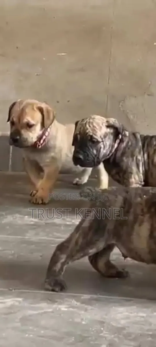 1-3 months Female Purebred Boerboel · Photo 1