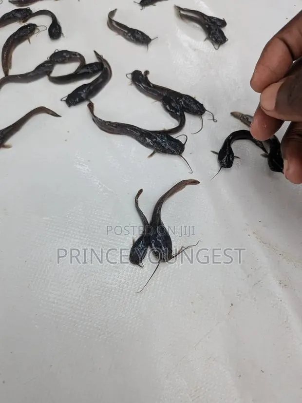 Fish Fingerlings · Photo 1
