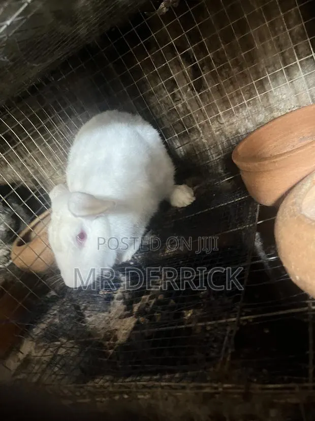 Female Rabbits · Photo 1