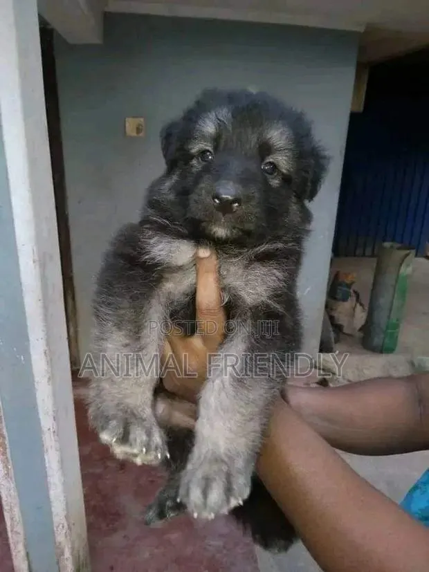 1-3 months Male Purebred Caucasian Shepherd · Photo 1