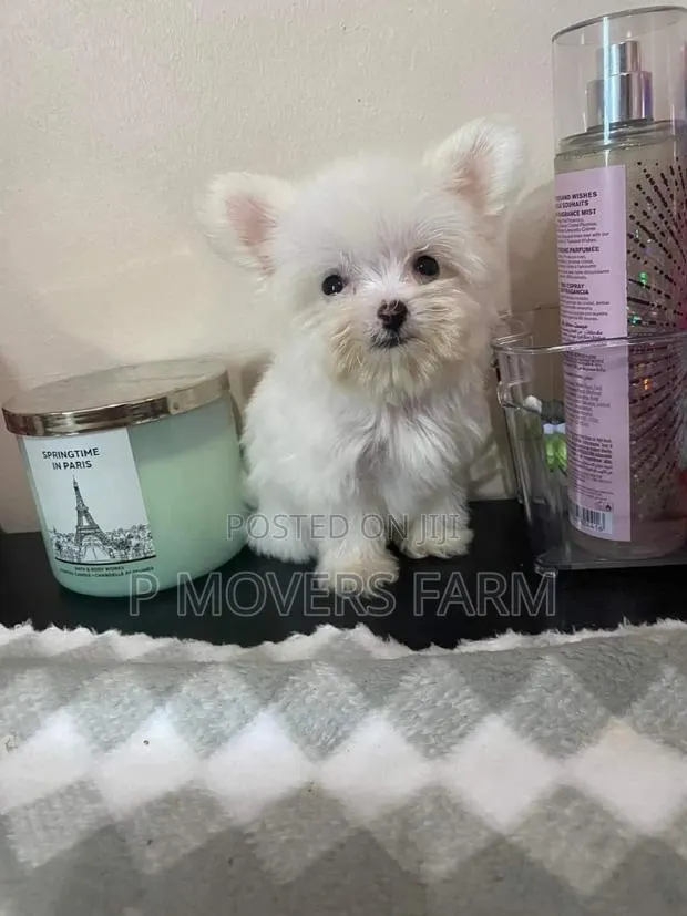1-3 months Male Purebred Maltese · Photo 1