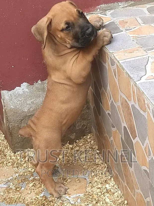 1-3 months Female Purebred Boerboel · Photo 1