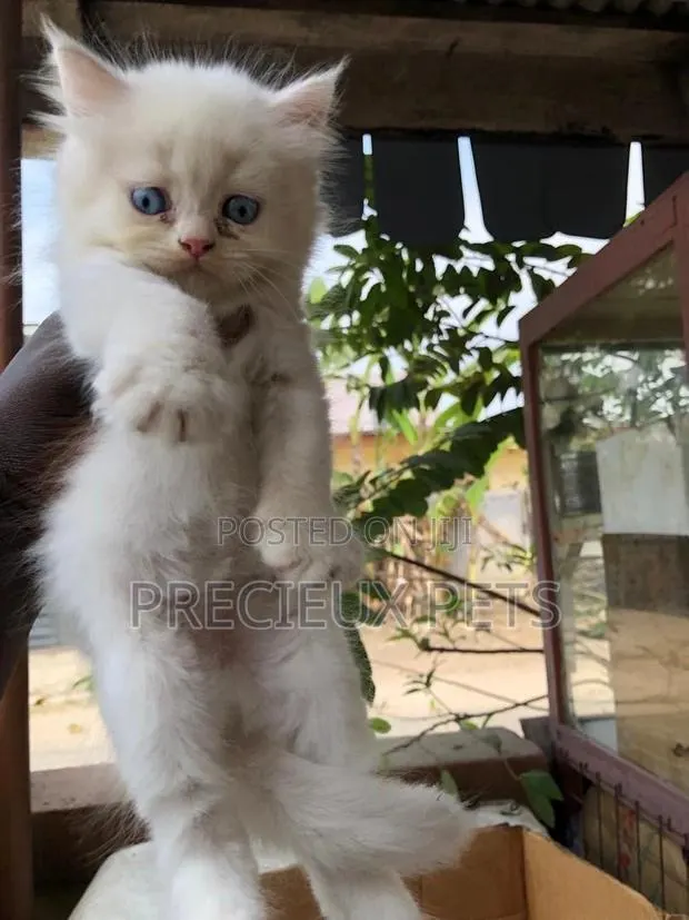 0-1 month Male Purebred Persian · Photo 1