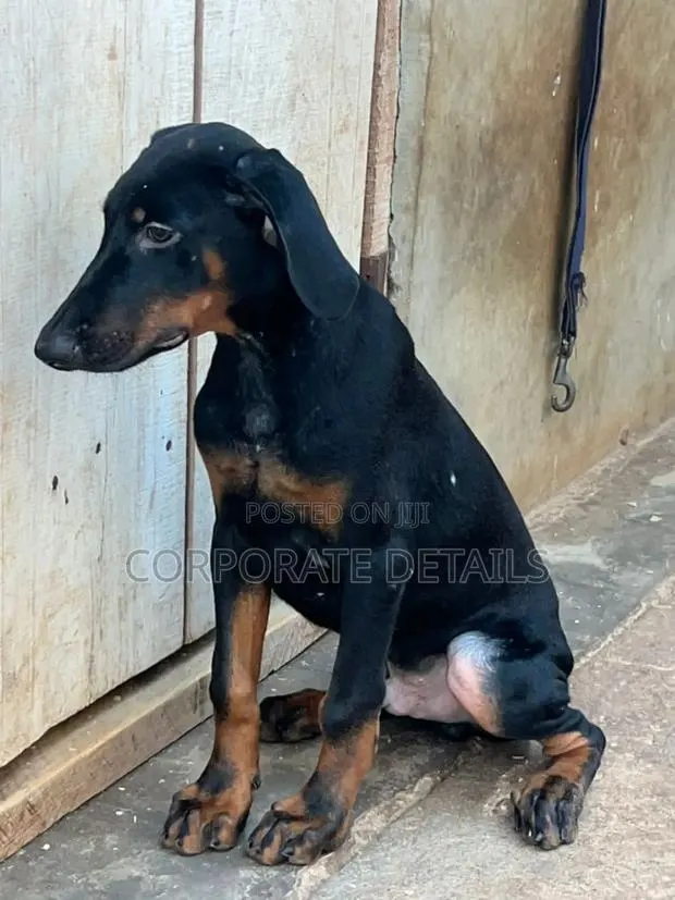 6-12 months Male Purebred Doberman Pinscher · Photo 1