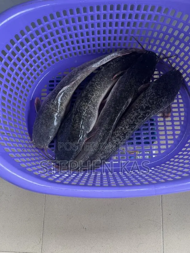 Catfish for Sale · Photo 1