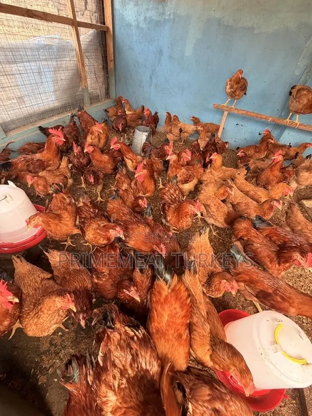 SASSO CHICKENS for Sale · Photo 1