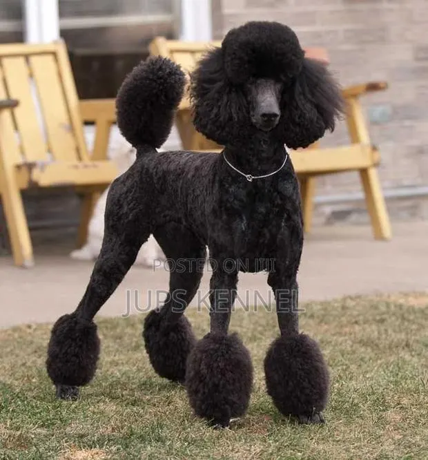1-3 months Male Purebred Poodle · Photo 1