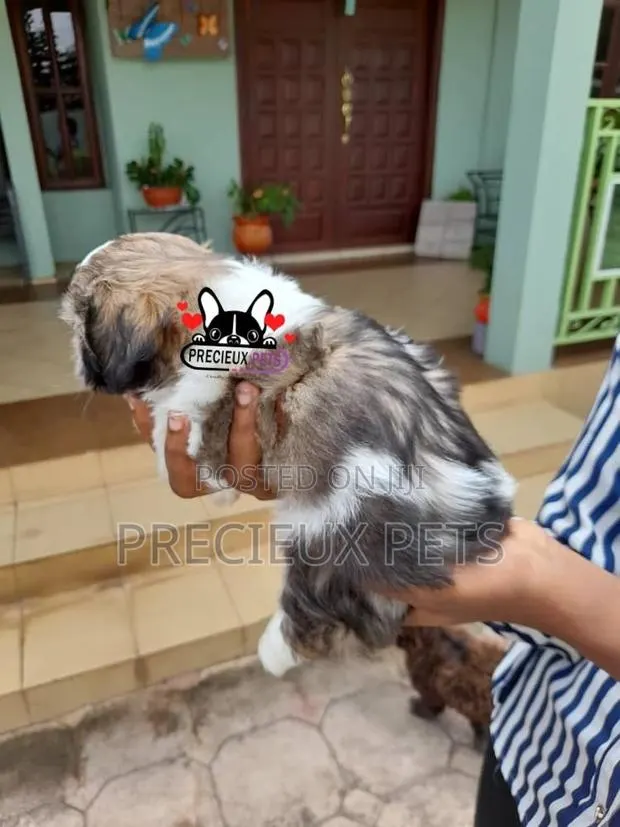 1-3 Month Female Purebred Shih Tzu · Photo 1