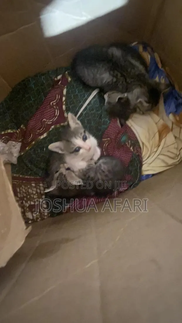 1-3 months Female Mixed Breed Cat · Photo 1