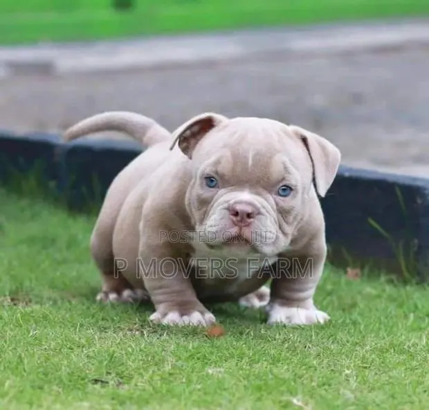 1-3 months Male Purebred American Pit Bull Terrier · Photo 1