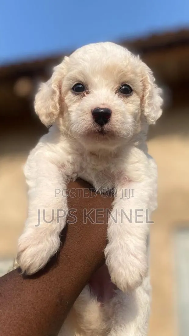 1-3 months Female Purebred Poodle · Photo 1