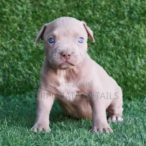 1-3 months Male Purebred American Pit Bull Terrier · Photo 1