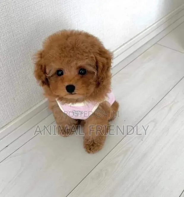 1-3 months Male Purebred Poodle · Photo 1