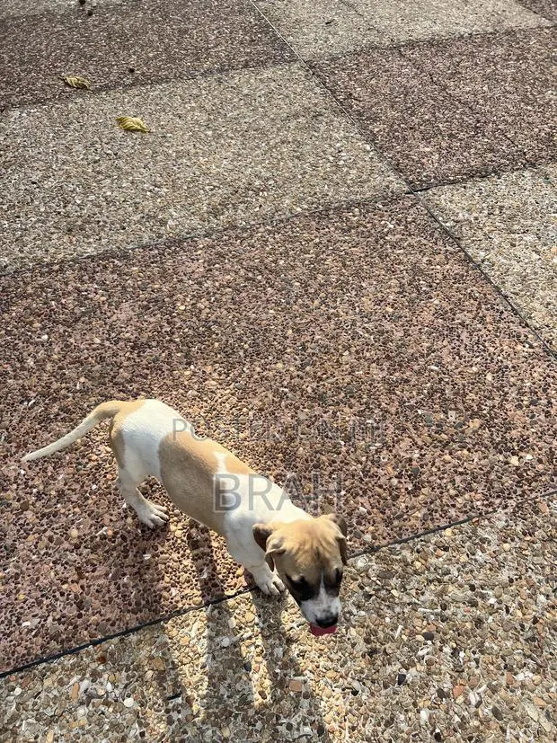 3-6 months Female Purebred Boerboel · Photo 1