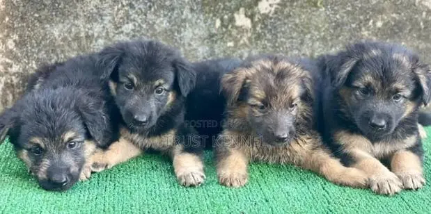 1-3 months Female Purebred German Shepherd · Photo 1
