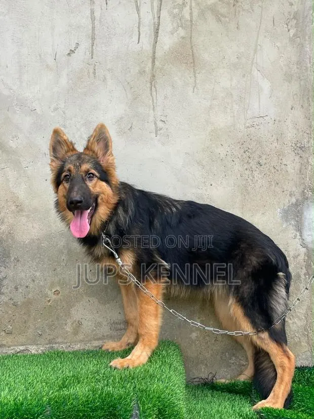 3-6 months Female Purebred German Shepherd · Photo 1