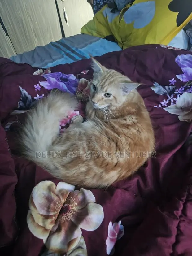 6-12 months Male Purebred Maine Coon · Photo 1