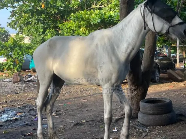 Horse (White ) · Photo 1