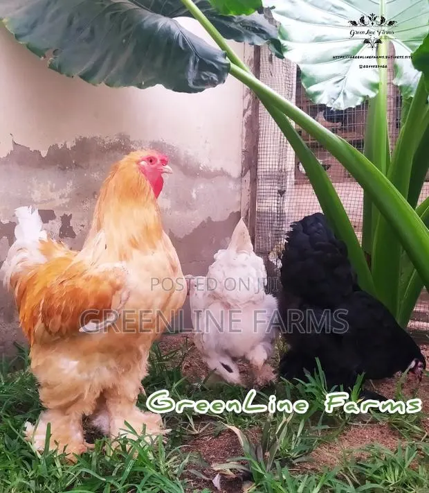 Brahma Chicken Gl · Photo 1