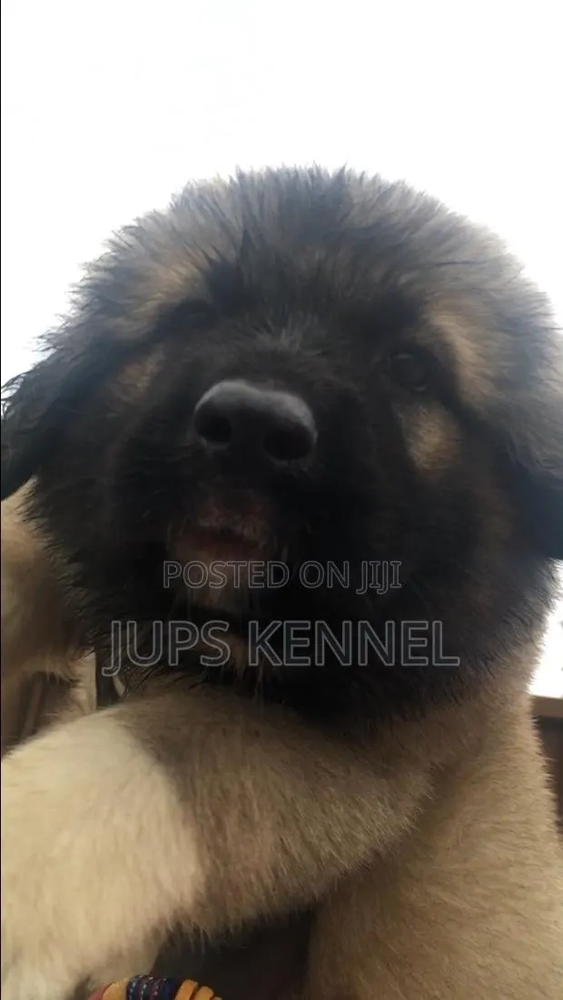 1-3 months Female Purebred Caucasian Shepherd · Photo 1