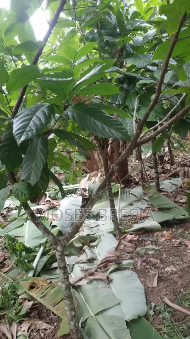 6 Acres Cocoa Farm at Nsoatre · Photo 3