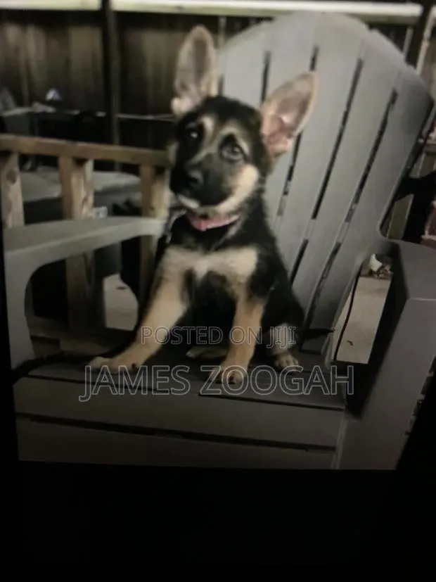 1-3 months Male Purebred German Shepherd · Photo 1