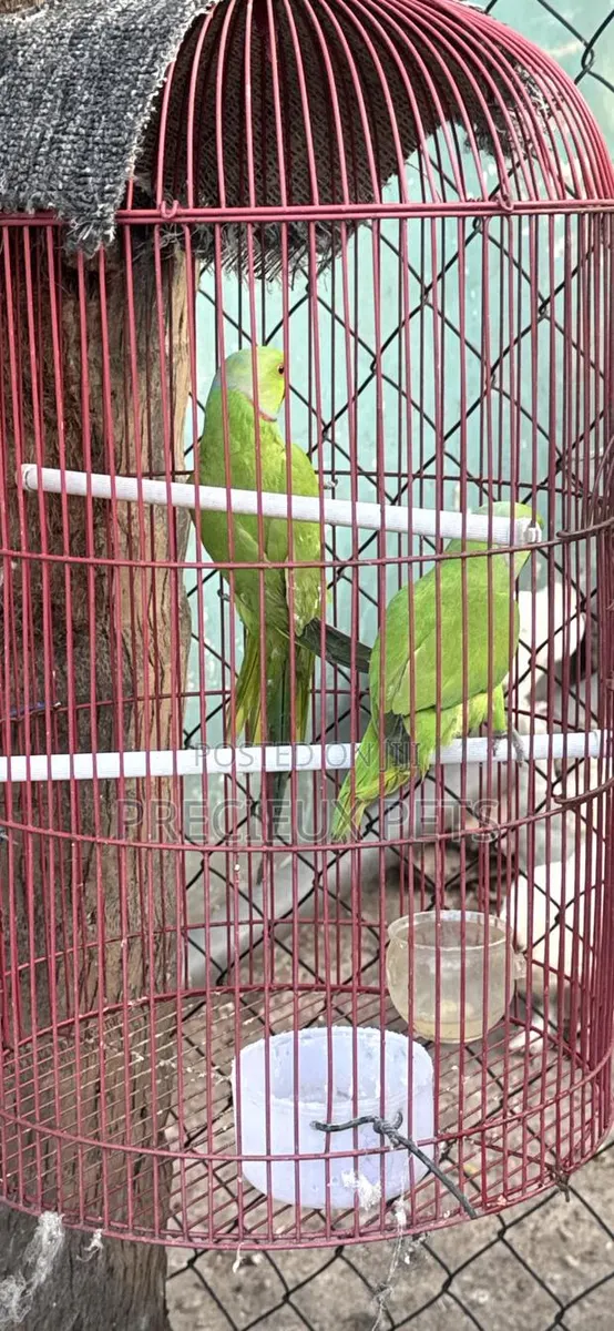 Tamed Ringneck/Longtail Parrot