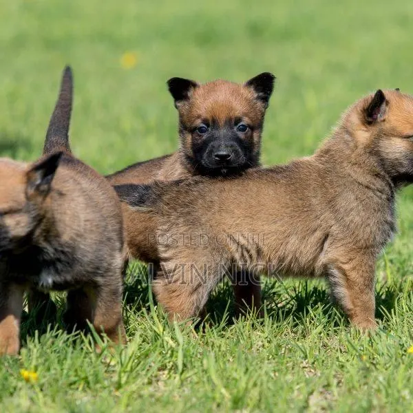 6-12 months Female Purebred Belgian Malinois · Photo 1