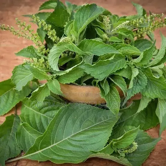 Nunum Leaves(African Basil) · Photo 1