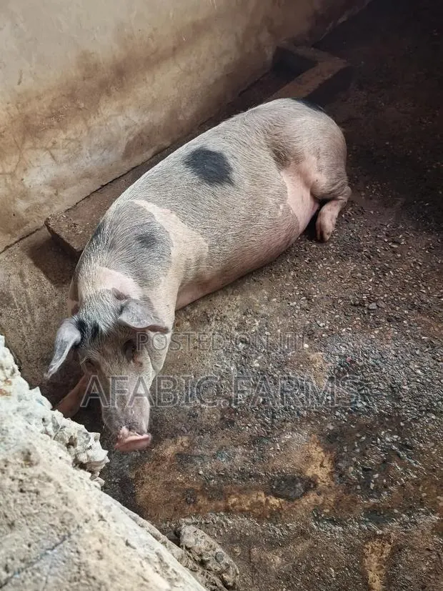 Healthy Lean Pig and Duroc for Sale · Photo 4