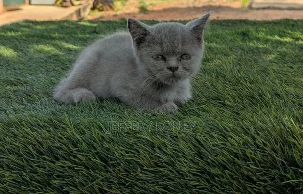 1-3 months Female Purebred British Shorthair · Photo 1