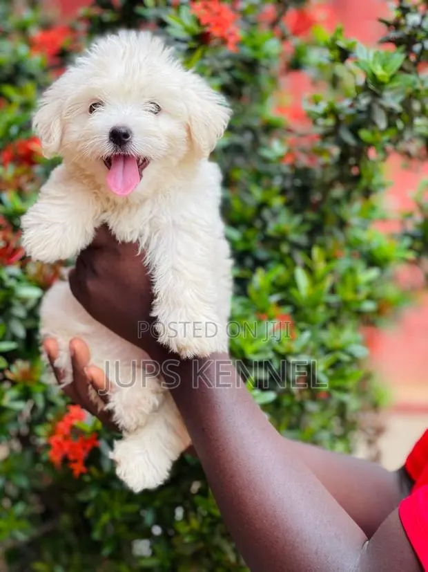 1-3 months Female Purebred Poodle · Photo 1