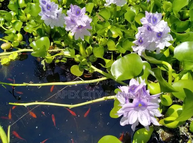 Transform Your Pond Aquarium With Live Water Hyacinth · Photo 2