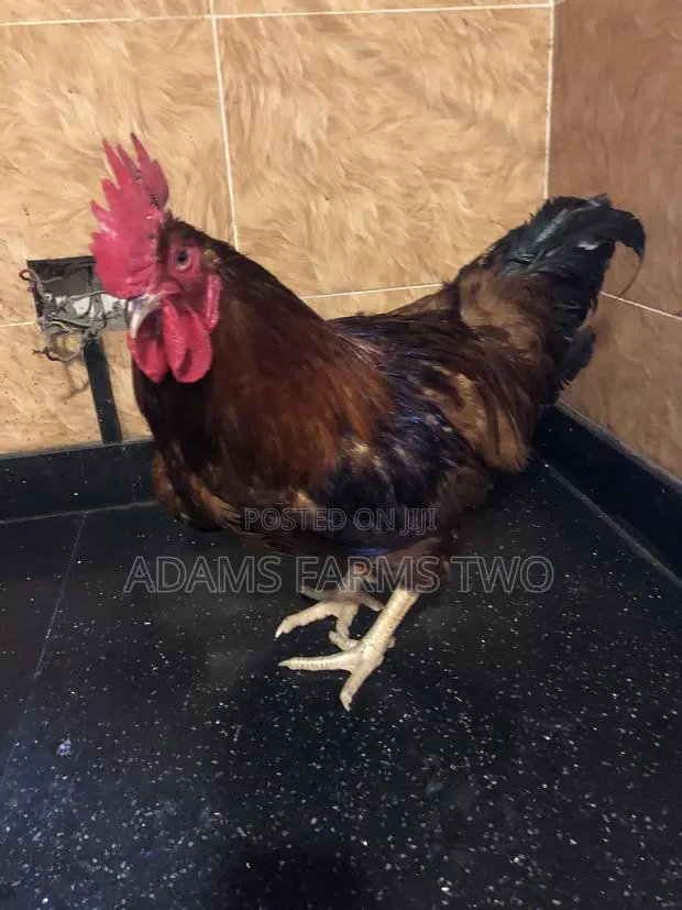 Hy-Line Males for Sell · Photo 1