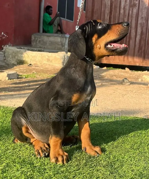 1-3 months Female Purebred Doberman Pinscher · Photo 1