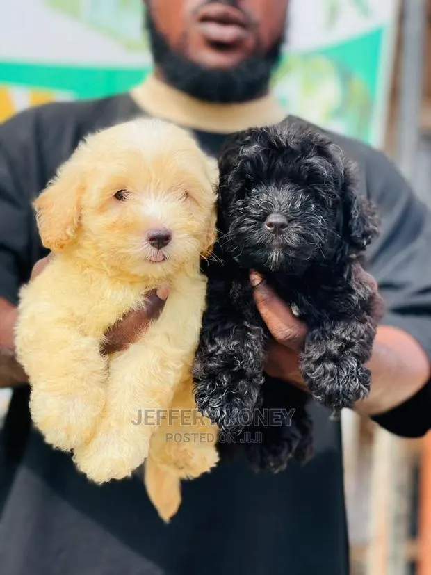 1-3 months Male Purebred Poodle · Photo 1
